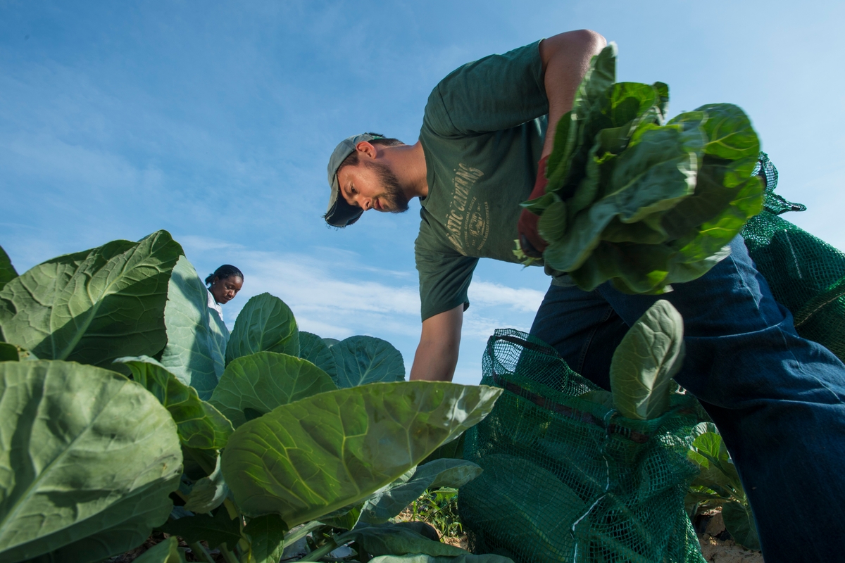 farmer harvesting collard greens